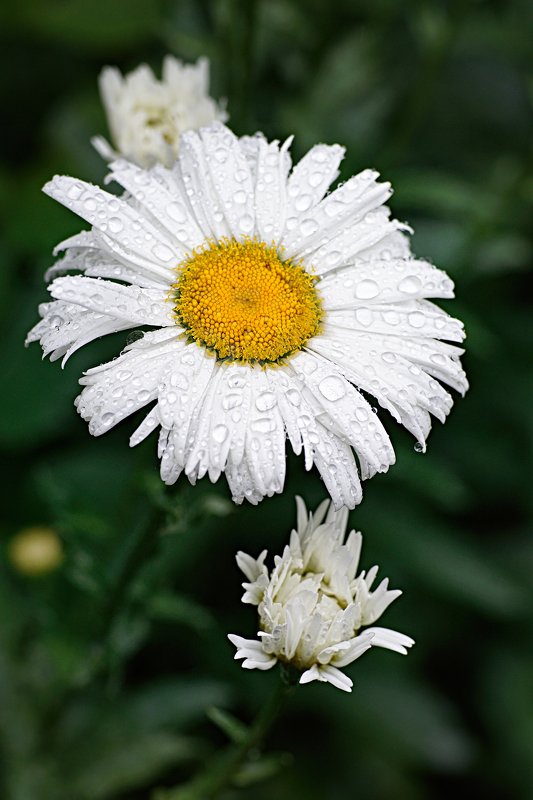 Ромашка фото превью