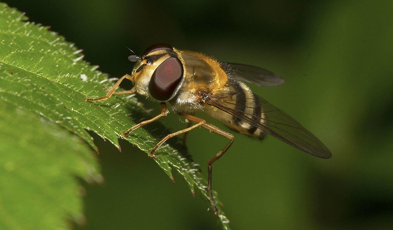 муха, журчалка, лист, астильба Журчалкаphoto preview