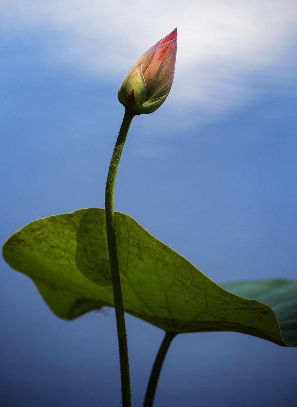 A Lotus!photo preview