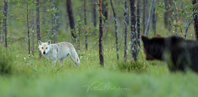 Косолапый, Красную Шапочку с бабулей не видел? фото превью