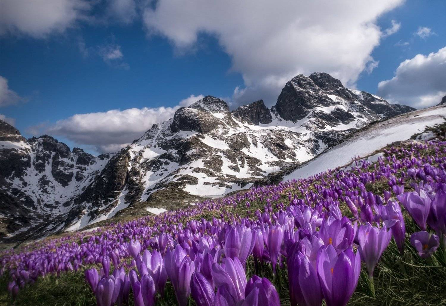 landscape nature scenery spring peak snow crocus clouds mountain пейзаж природа зима весна горы вершина, Александър Александров