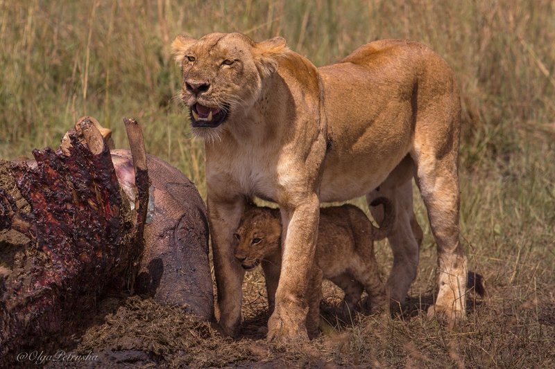 львица, львенок, львы, масаи_мара, кения, африка, охота, добыча И сами поели и другим оставили))photo preview