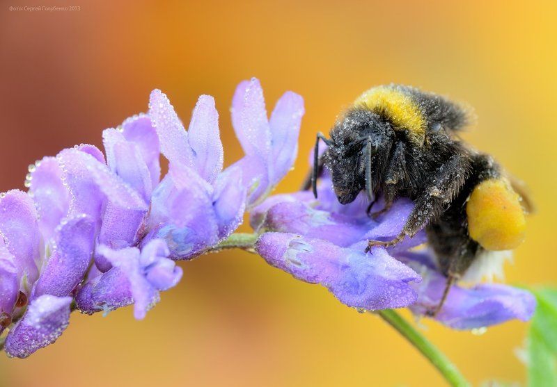 Шмельphoto preview