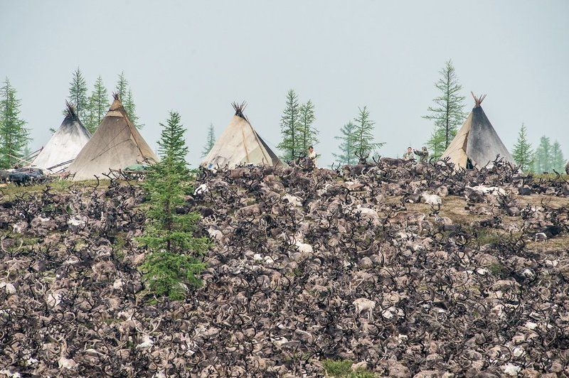 на просторах лесотундрыphoto preview