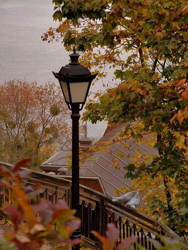 Любовь и голубиphoto preview