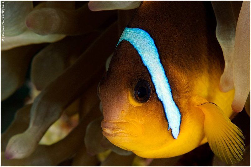 Портрет Клоунаphoto preview