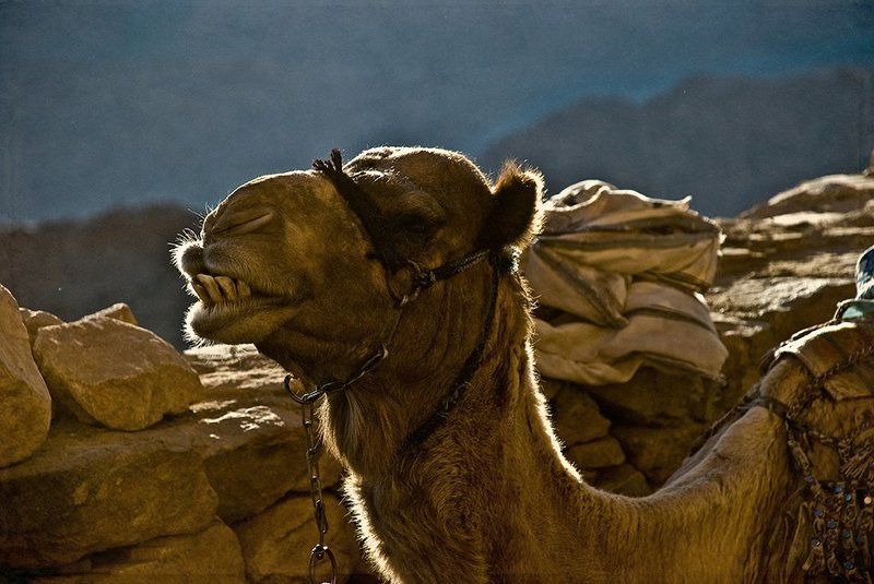 Верблюд, Египет, Животные, Синай Горный жительphoto preview