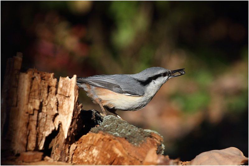 поползень ***photo preview