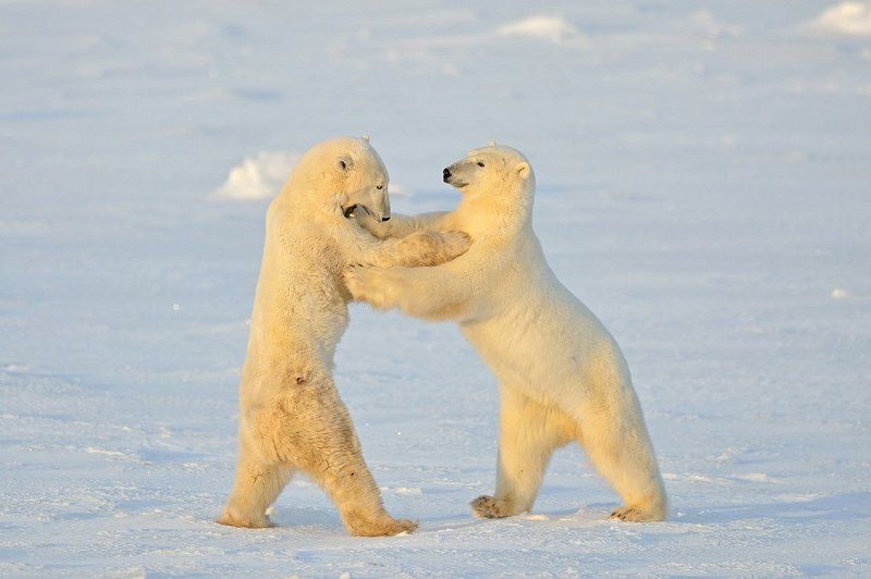 Белый танецphoto preview