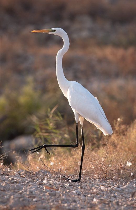 Строевая подготовкаphoto preview