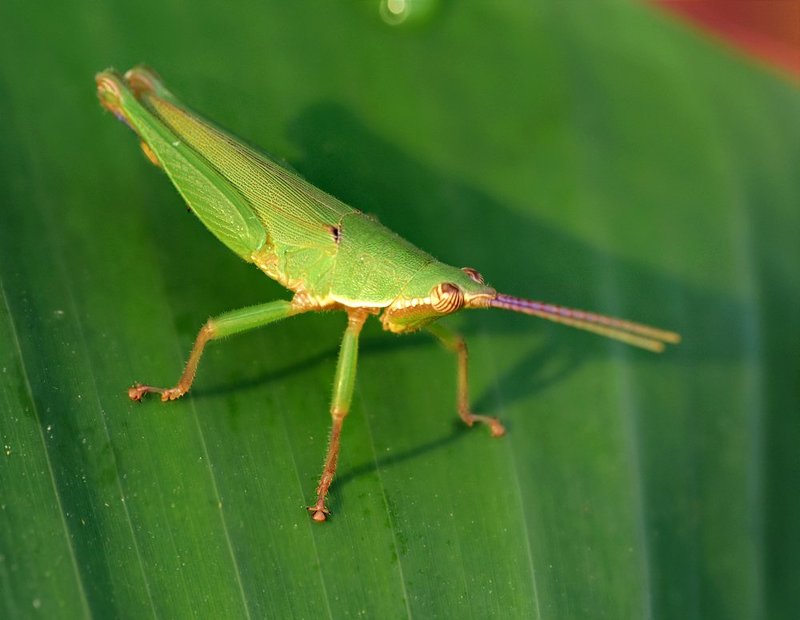macro, closeup, макро,  gnilenkov ***photo preview