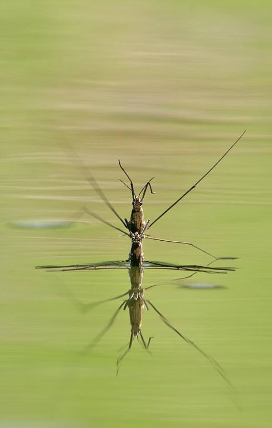 Синхронное плавание. Автор: Станислав Шинкаренко , Станислав Шинкаренко
