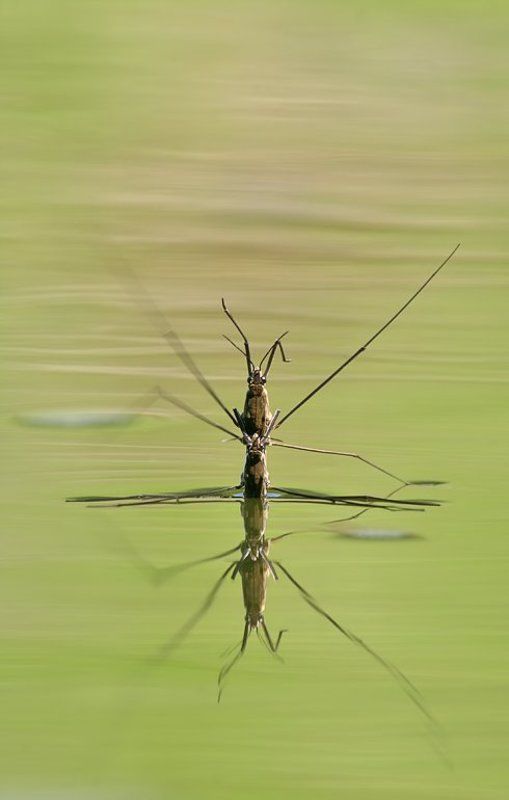 Синхронное плаваниеphoto preview