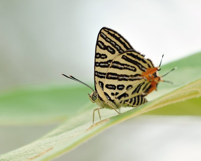 macro, closeup, макро,  gnilenkov Присела...photo preview