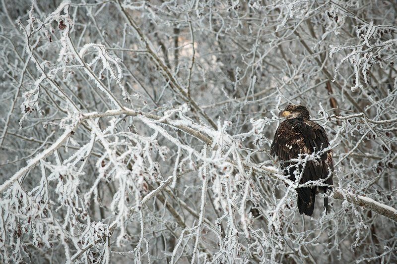 Молодой белоголовый орланphoto preview