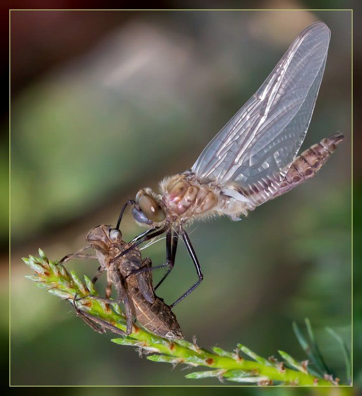 Трансформацияphoto preview