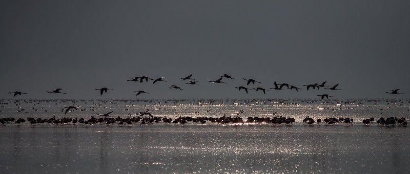 птички, фламинго, озеро, вода, пеликаны птичкиphoto preview