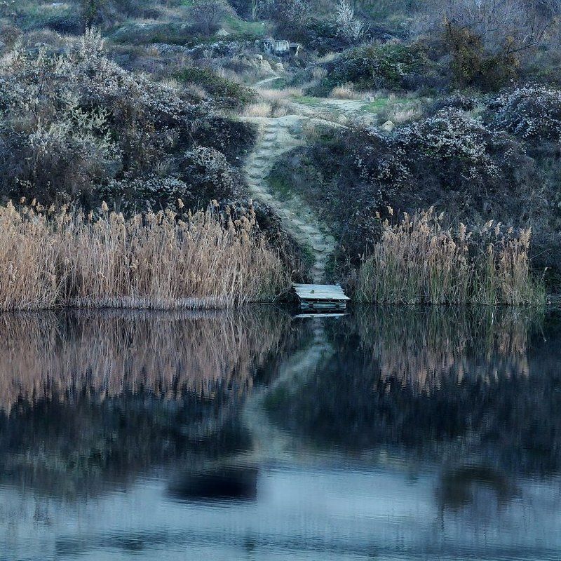 сухой камышphoto preview