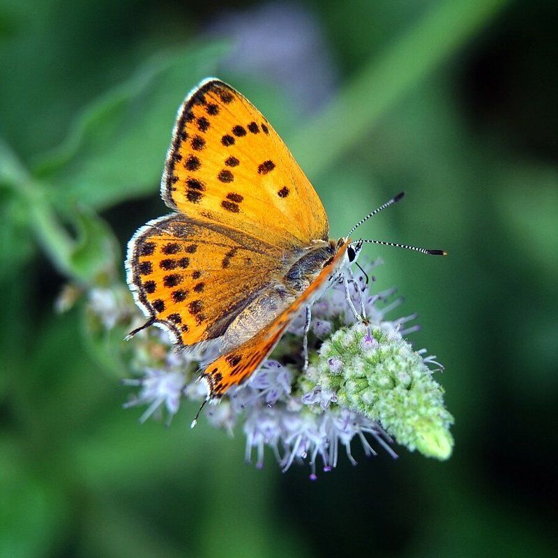 немного летаphoto preview