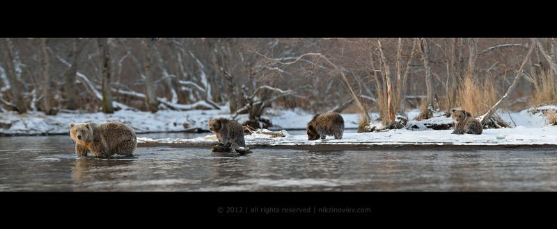 камчатка, россия, николай зиновьев, медведь, ноябрь,  дикая природа Лесное семействоphoto preview