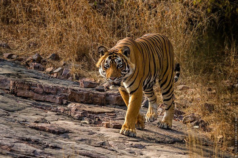 Бенгальскийphoto preview