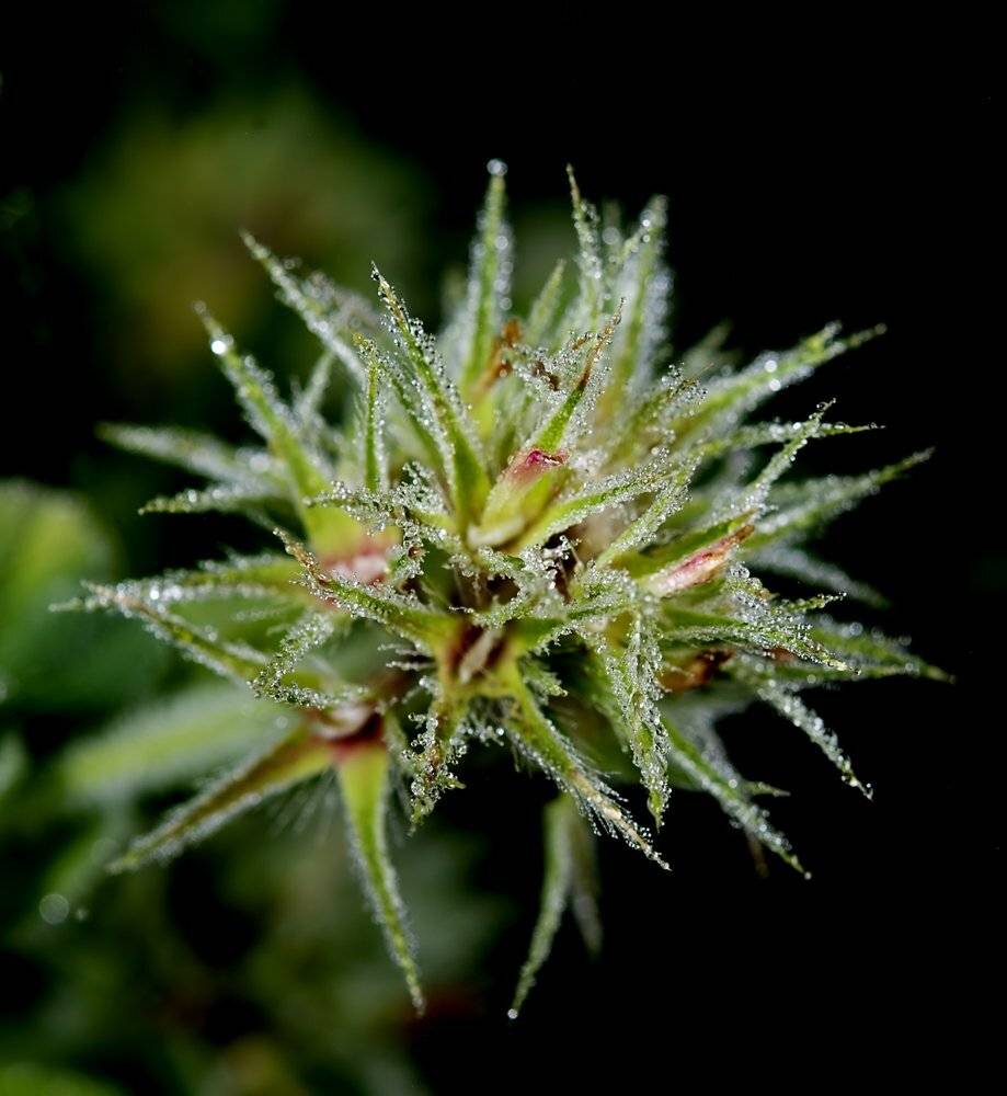 , Игорь ФУММ