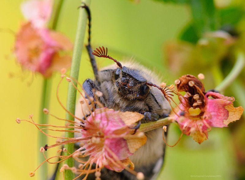 Вишняphoto preview