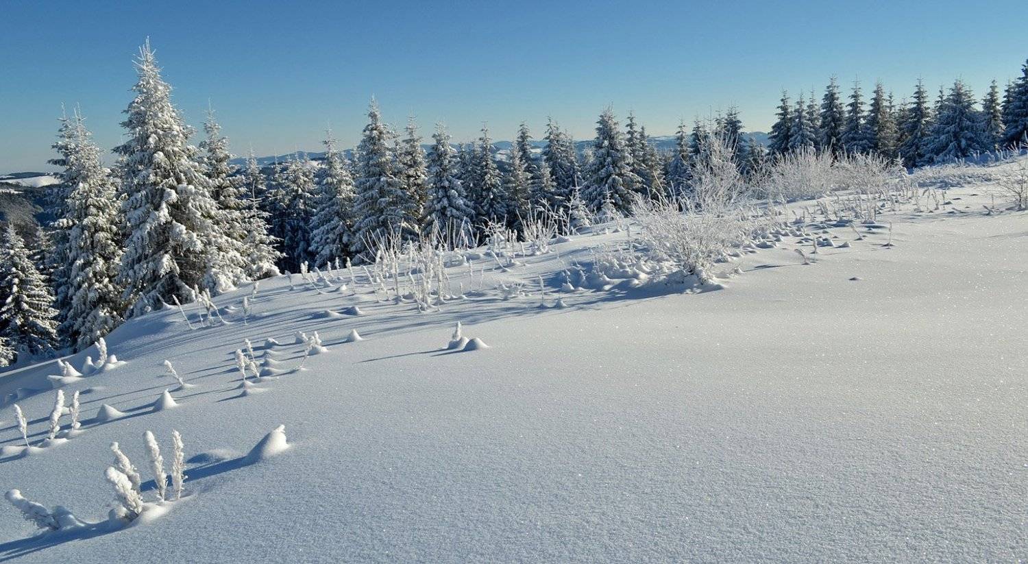 сніг, зима, карпати, смереки, ліс, Плішко Андрій