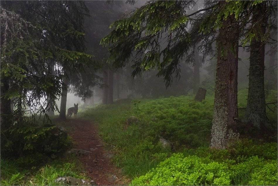 bulgaria, vitosha, Svetoslav