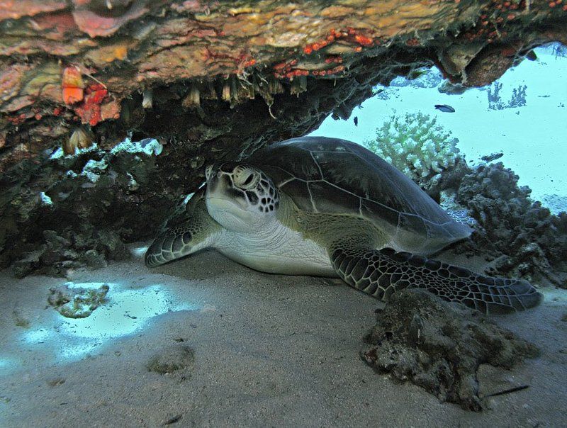 Нирванаphoto preview