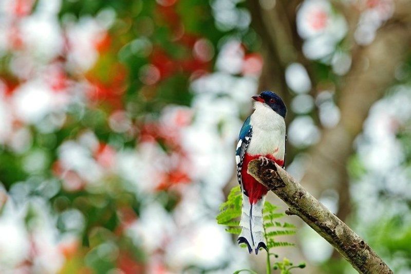 КУБИНСКИЙ ТРОГОНphoto preview