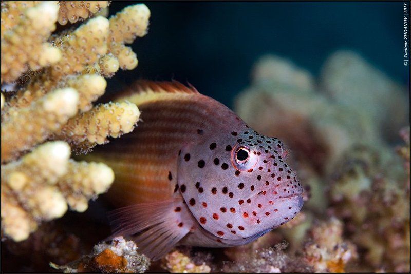 Security, или - Ещё один взмах ластами и... (угрожающе)photo preview