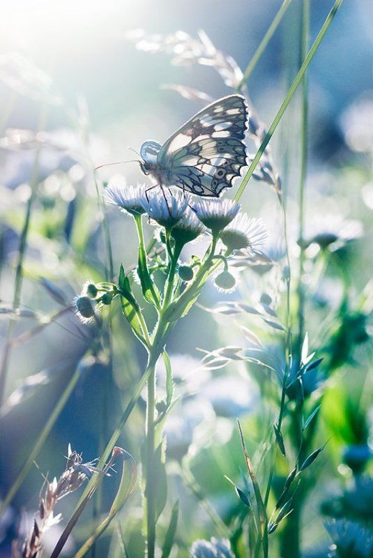 melanargia galathea, serkiz oleg Waking Dreamphoto preview