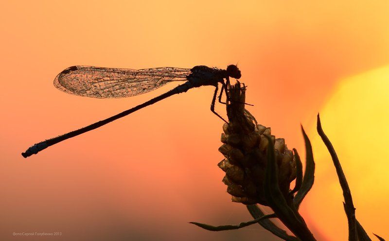 Рассветнаяphoto preview