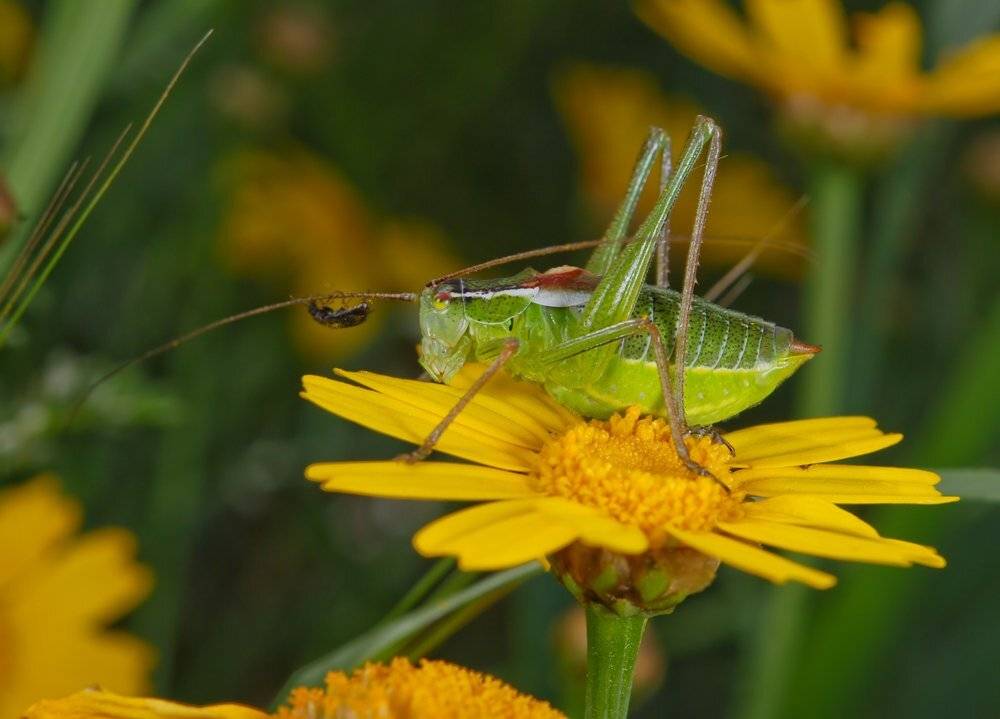 , Игорь ФУММ