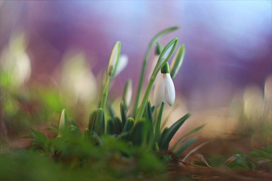 , Наталья Ова