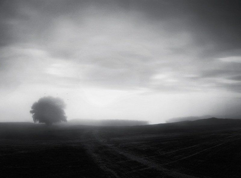 поле , дерево , туман , река , птицы Тишь...photo preview