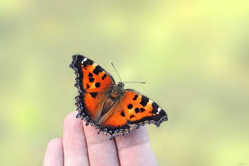 Я и бабочкаphoto preview