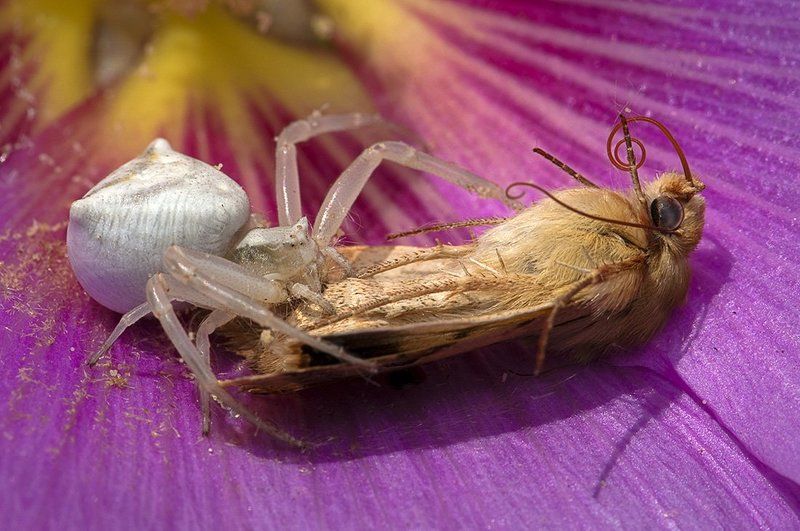 Молилась ли ты на ночь...photo preview