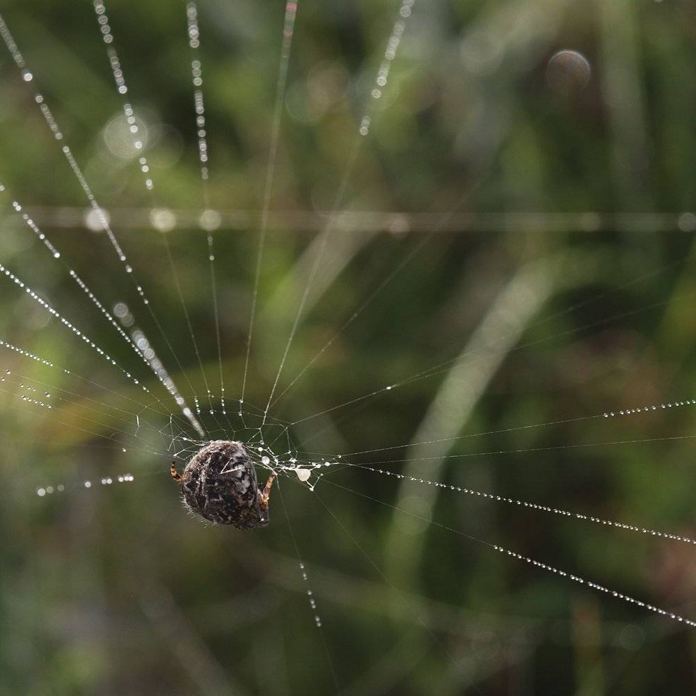 ВОЙСКА ДЯДИ ВАСИ.. Автор: Игорь ФУММ , Игорь ФУММ