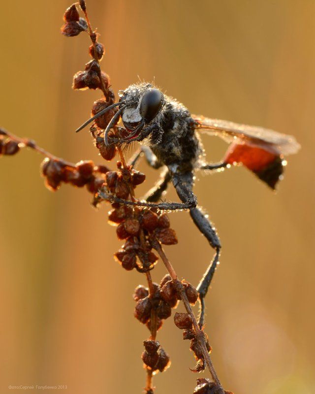 Хищникphoto preview