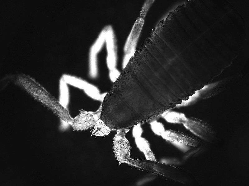 паукообразные, макро, ложноскорпион, животные Что еще можно найти дома?photo preview