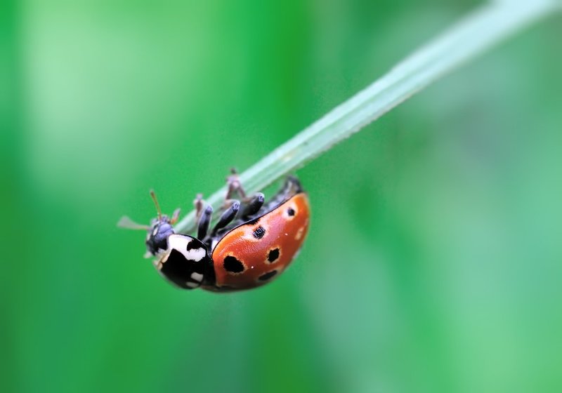 macro, closeup, макро,  gnilenkov Держи меня, соломинкаphoto preview