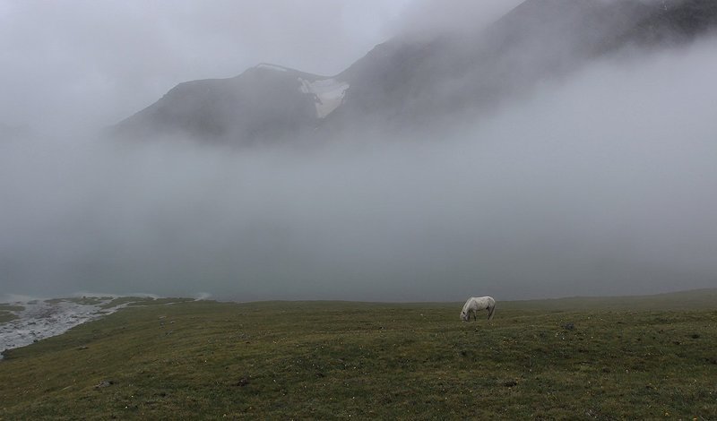 туман, конь, алтай Утро после дождяphoto preview