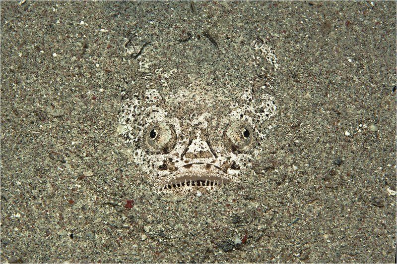 Пряткиphoto preview