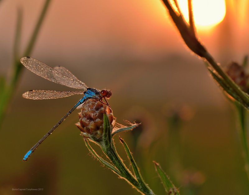 Первые лучиphoto preview