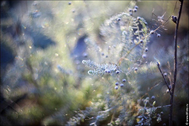 сад, гелиос, 40-2, макро Садовые зарисовкиphoto preview