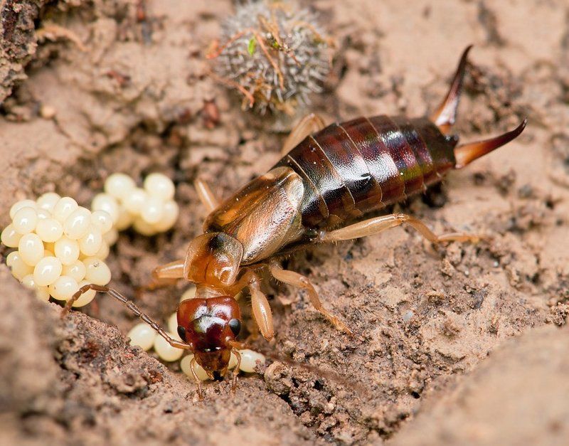 Заботливая мамаphoto preview