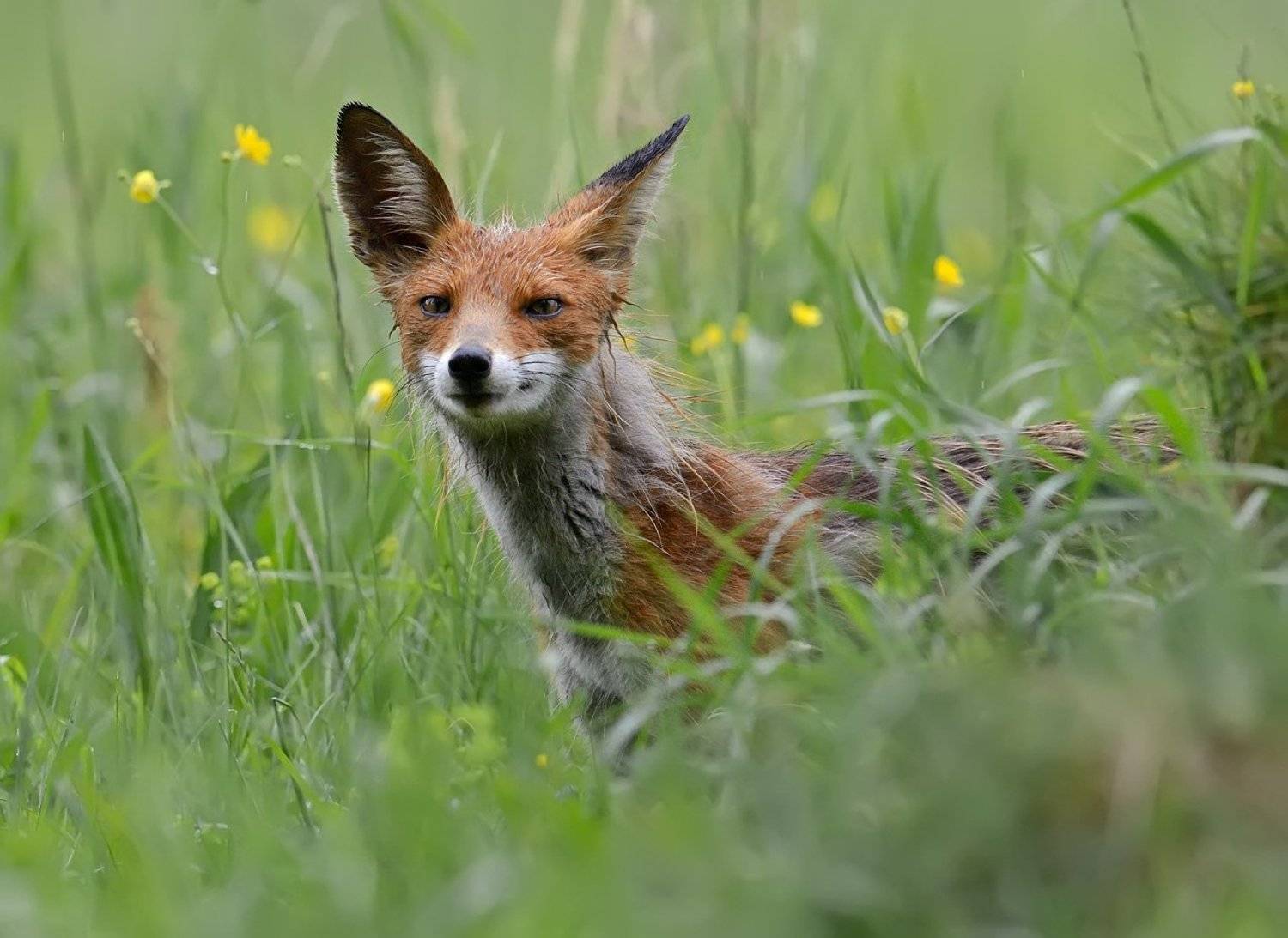 лисица, Александр Малецкий