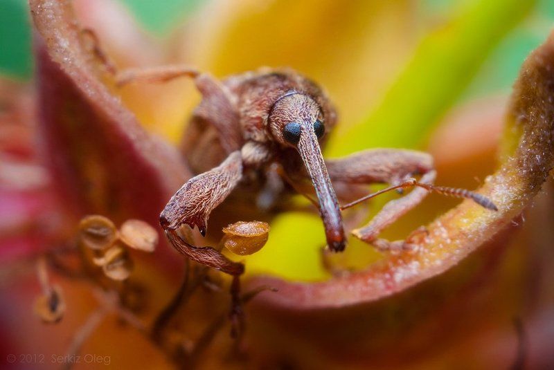 weevil, macro, close up, nature, art, oleg serkiz, макро, олег серкиз, долгоносик Adventures of weevil or nose out of focusphoto preview